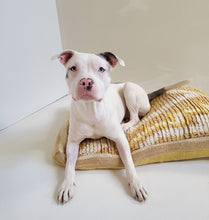 Load image into Gallery viewer, Dandelion Dog Bed