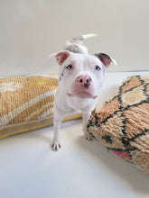 Load image into Gallery viewer, Elouise Dog Bed