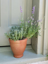 Load image into Gallery viewer, Fleur Terracotta Pot