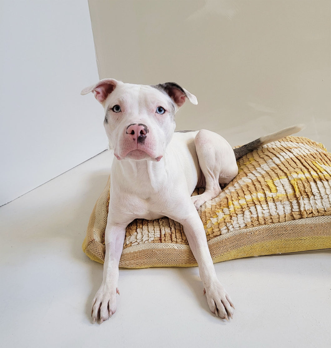 Dandelion Dog Bed